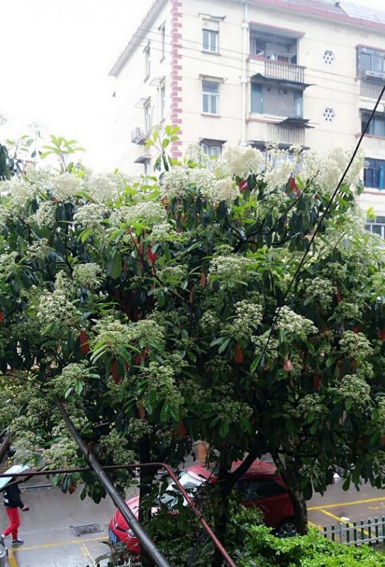 手感卓越，风骚妩媚欣瑶是要毒药